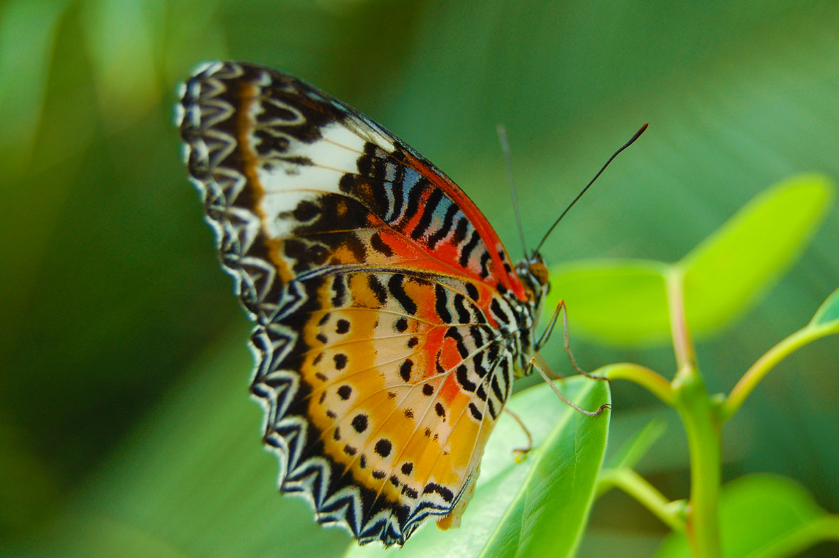 Oasi delle farfalle tropicali